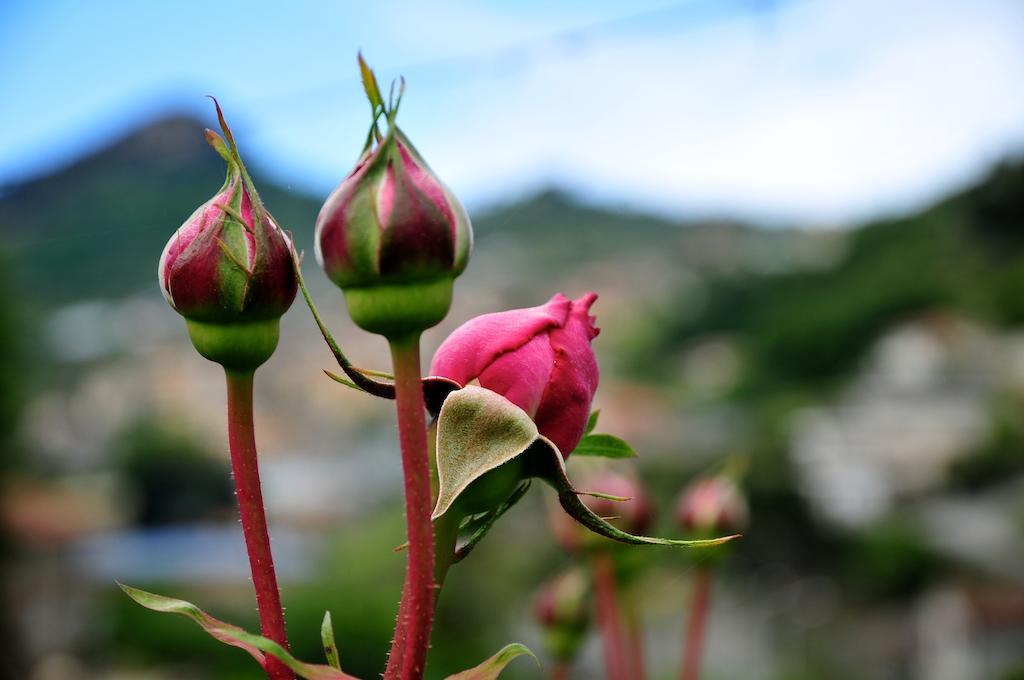 San Biagio della Cima Le Roseヴィラ エクステリア 写真