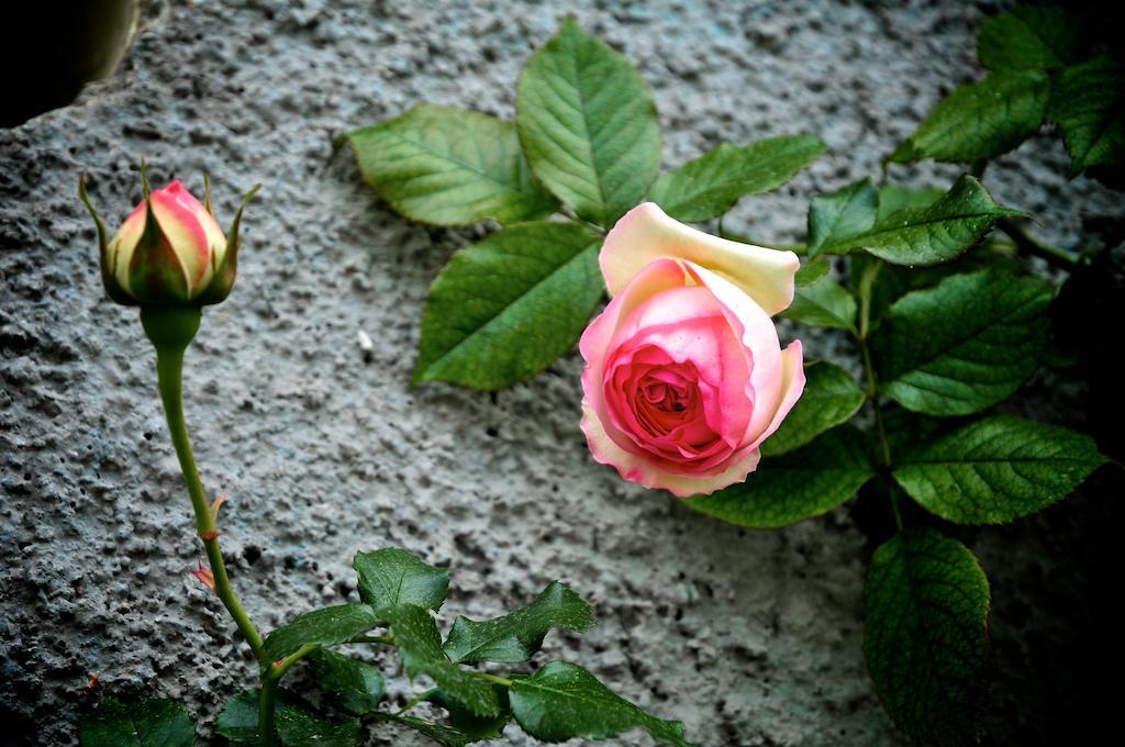 San Biagio della Cima Le Roseヴィラ エクステリア 写真