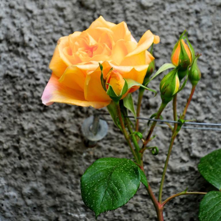 San Biagio della Cima Le Roseヴィラ エクステリア 写真