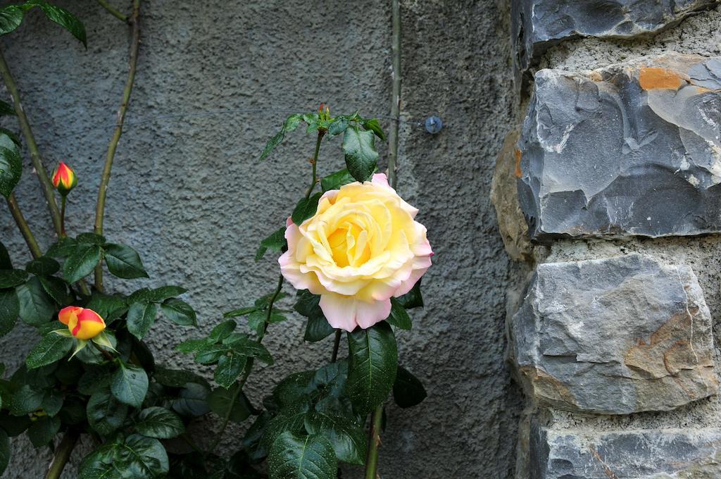 San Biagio della Cima Le Roseヴィラ エクステリア 写真