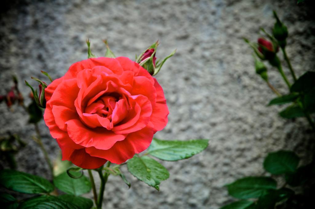 San Biagio della Cima Le Roseヴィラ エクステリア 写真