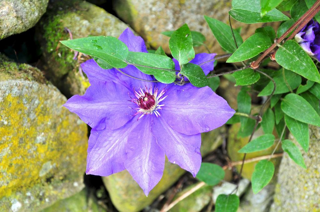 San Biagio della Cima Le Roseヴィラ エクステリア 写真